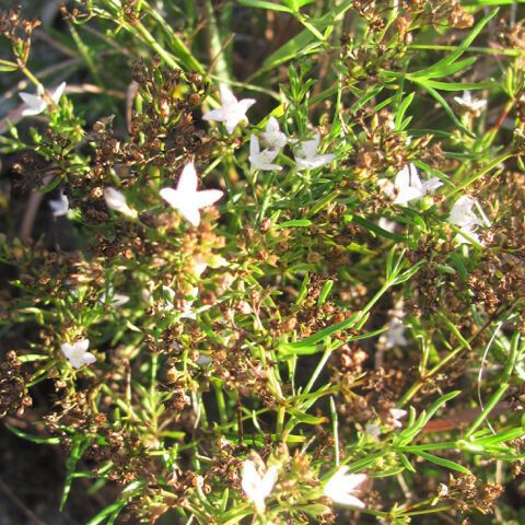 Stenaria nigricans موطن