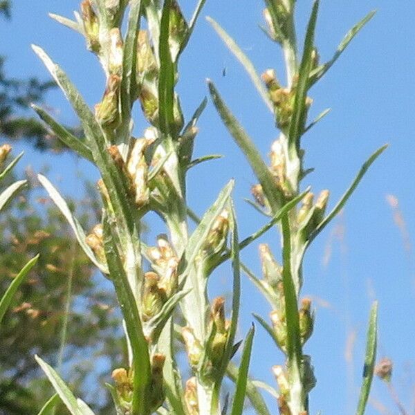 Omalotheca sylvatica പുഷ്പം