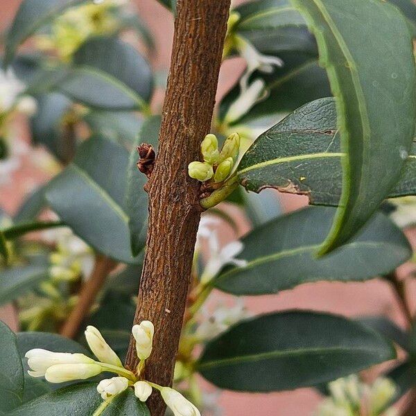 Osmanthus × burkwoodii 樹皮