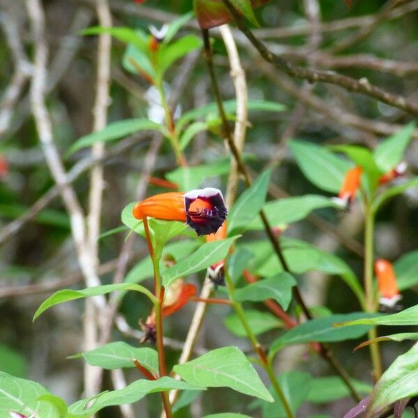 Cuphea ignea Flower