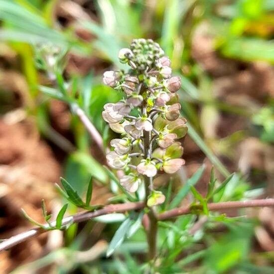 Lepidium bonariense Φρούτο