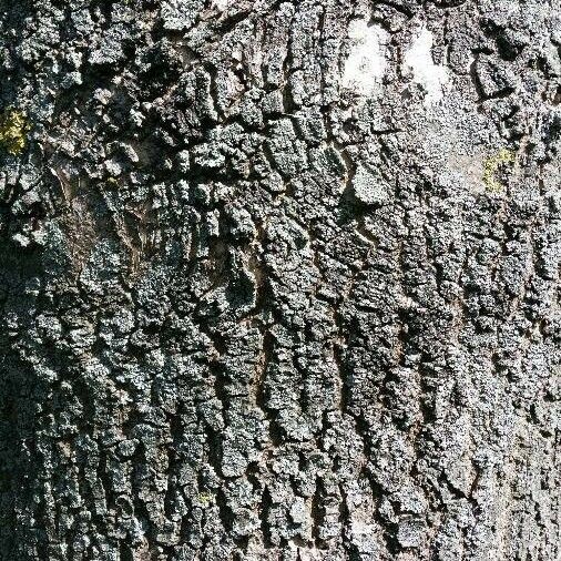 Fraxinus excelsior 樹皮