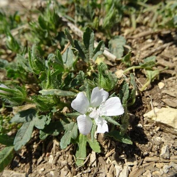 Althaea hirsuta Blüte