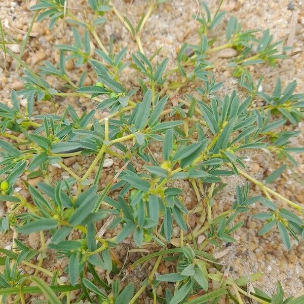 Euphorbia polygonifolia 葉