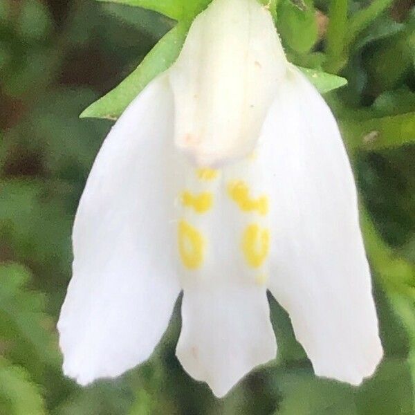 Mazus miquelii Flower