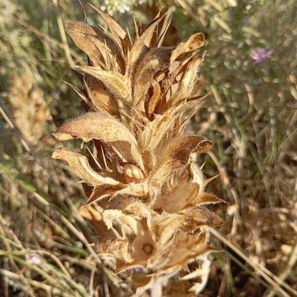 Orobanche rapum-genistae ഇല