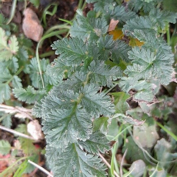 Erodium cicutarium Hoja