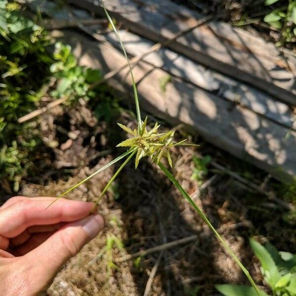 Cyperus strigosus Характер