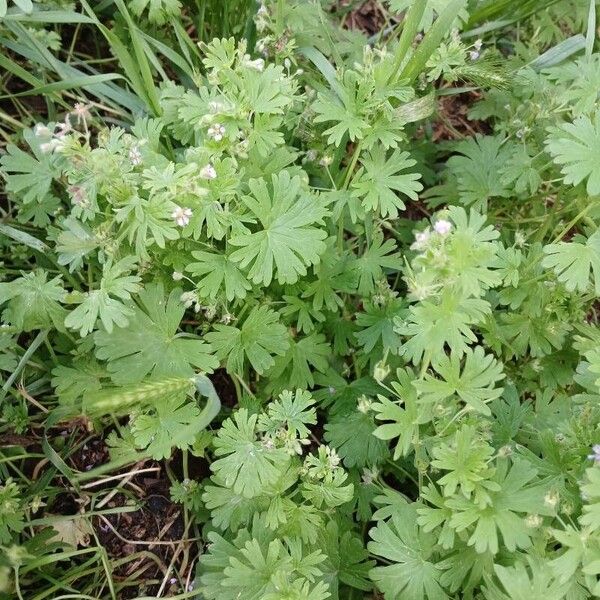 Geranium pusillum Natur