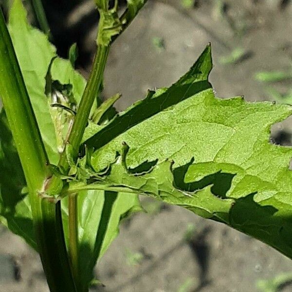 Crepis pulchra Leaf
