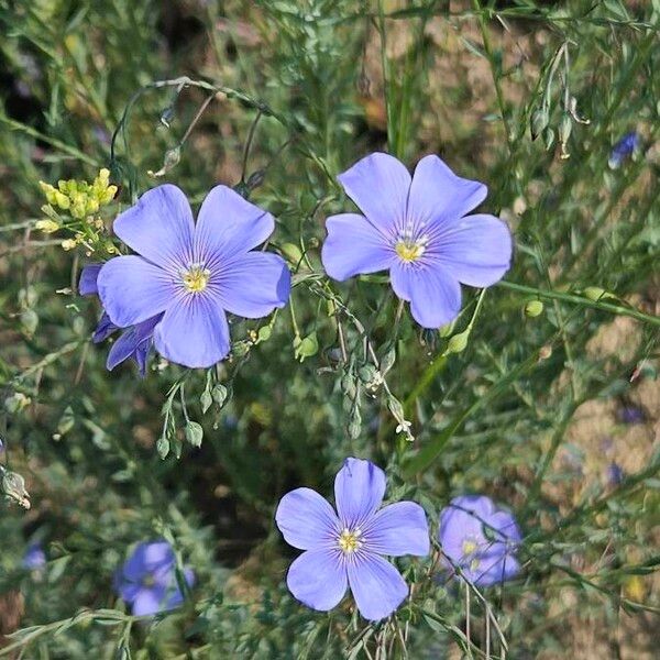 Linum austriacum Blüte