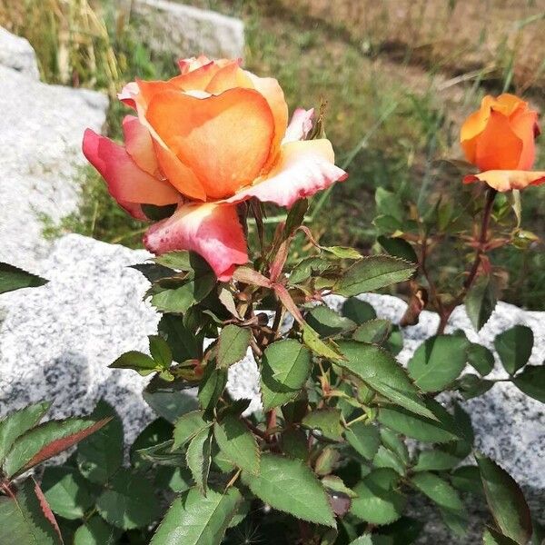 Rosa ferruginea Blodyn