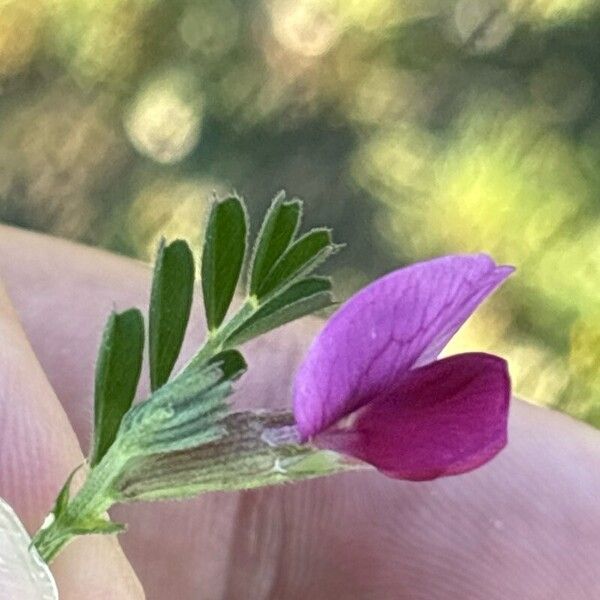 Vicia peregrina Цвят