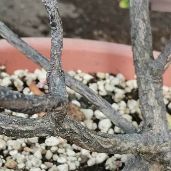 Commidendrum rugosum Bark