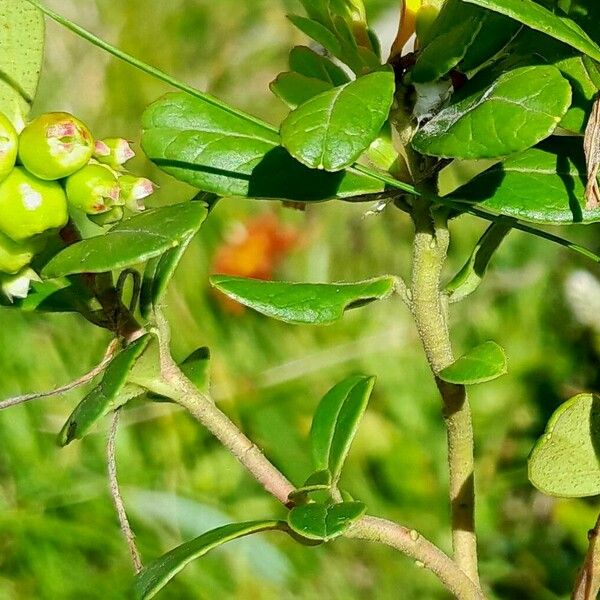 Vaccinium vitis-idaea Bark