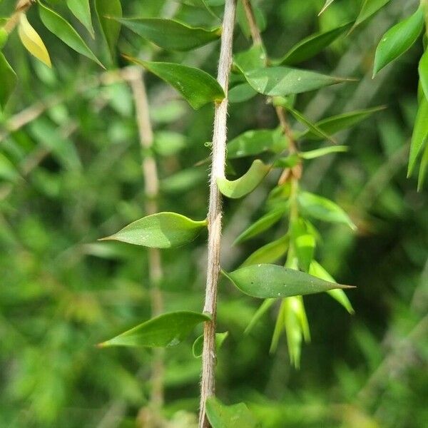 Melaleuca styphelioides Leaf