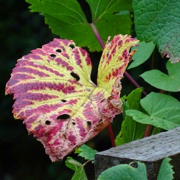 Vitis aestivalis Frunză