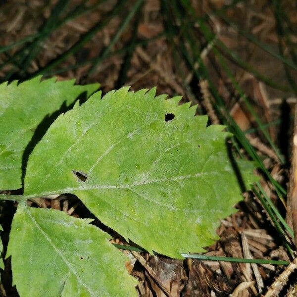 Cryptotaenia canadensis Leaf