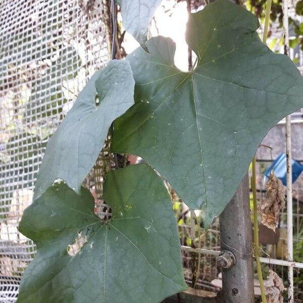 Luffa aegyptiaca 葉