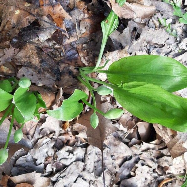 Allium ursinum Folha