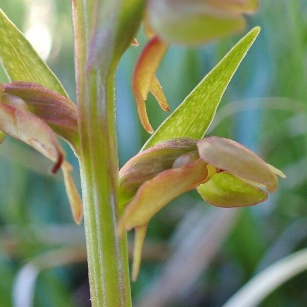 Dactylorhiza viridis Fleur