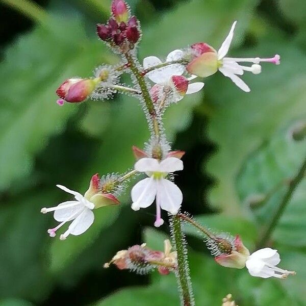 Circaea lutetiana Λουλούδι