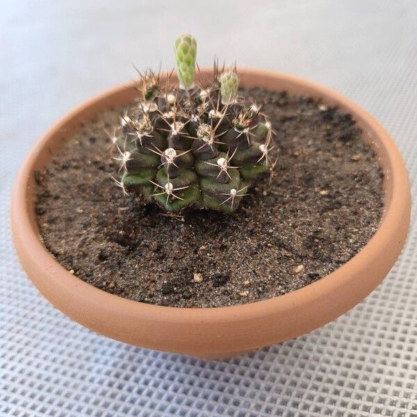 Gymnocalycium anisitsii Flor