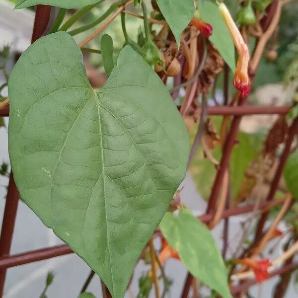 Ipomoea hederifolia Leht