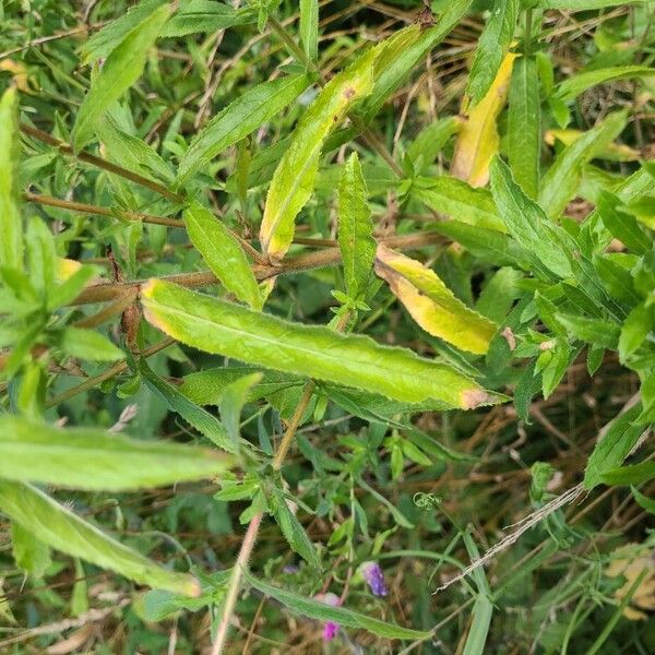 Epilobium hirsutum 葉