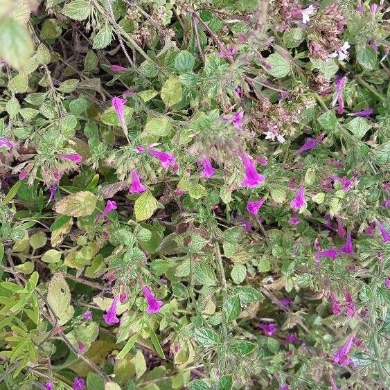 Salvia × jamensis Bloem