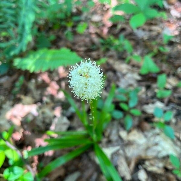 Amianthium muscitoxicum ফুল