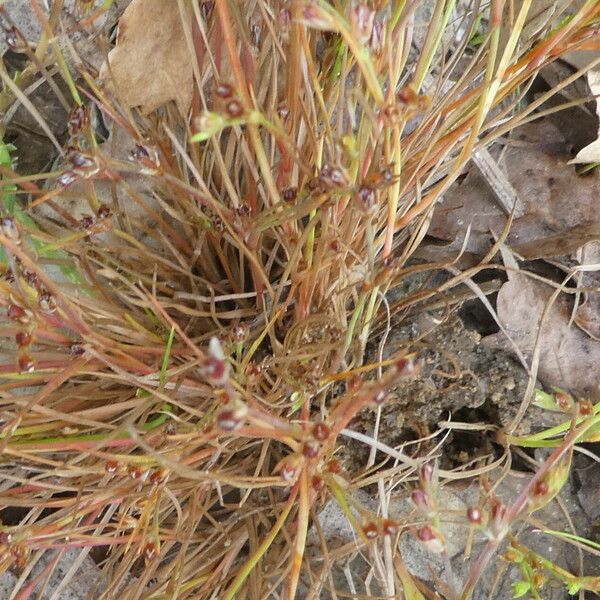 Juncus bufonius Кора