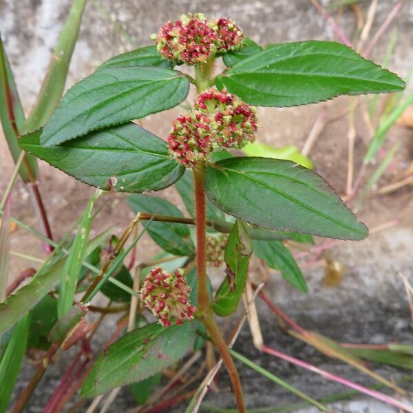 Euphorbia hirta ᱛᱟᱦᱮᱸ