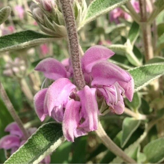 Phlomis purpurea Blüte