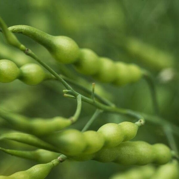 Rhamphospermum nigrum Fruit