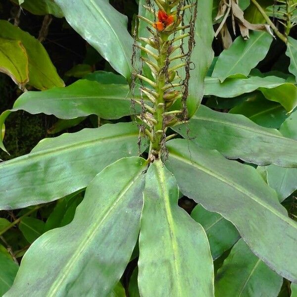 Hedychium gardnerianum 葉