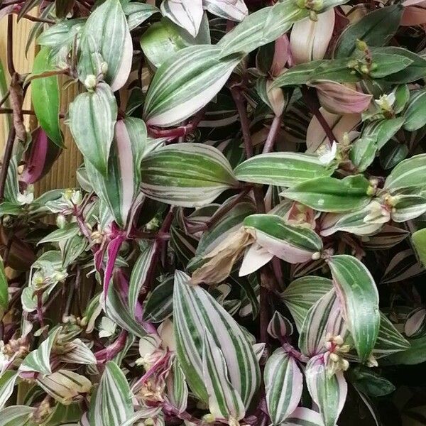 Tradescantia fluminensis Blad