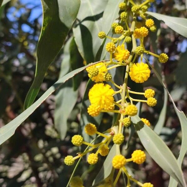 Acacia pycnantha 花