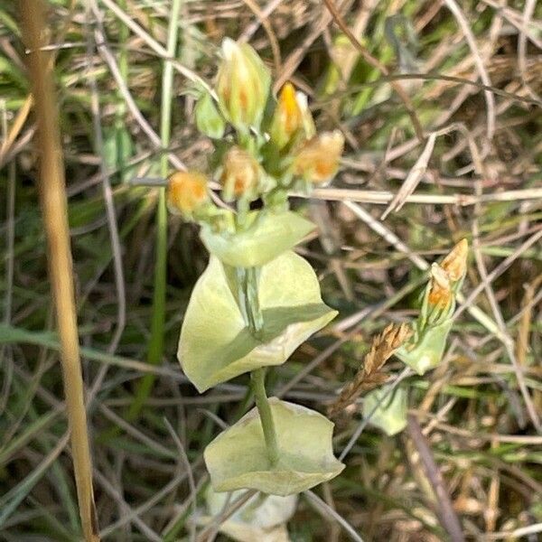 Blackstonia perfoliata Hoja