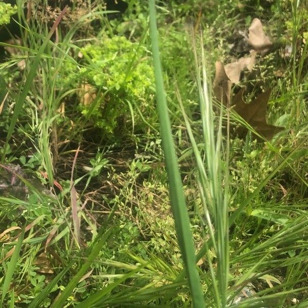 Bromus sterilis Levél