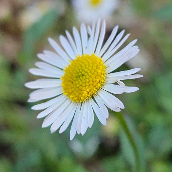 Erigeron karvinskianus Квітка