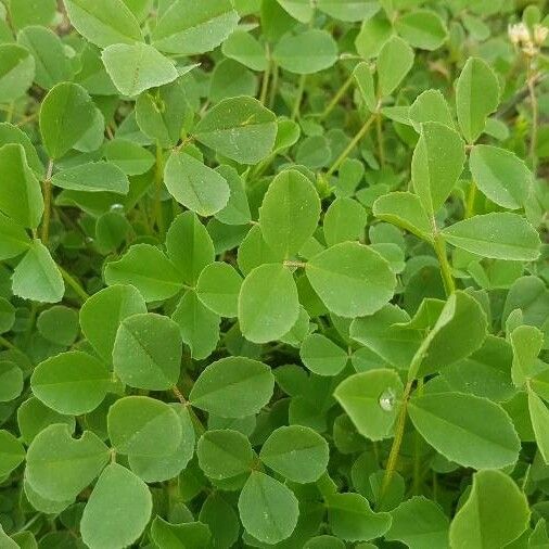 Medicago coronata Leaf