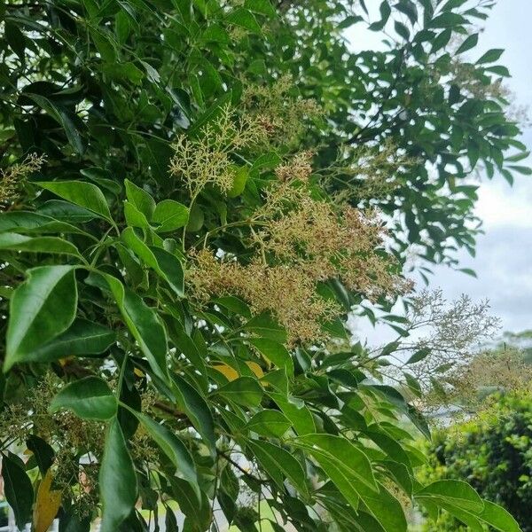 Fraxinus ornus Flower