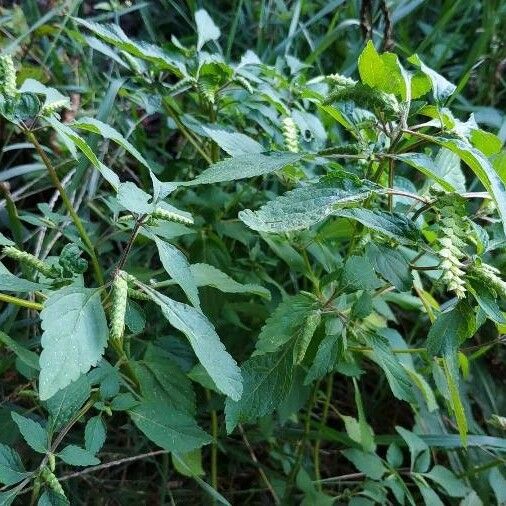 Elsholtzia ciliata Flors