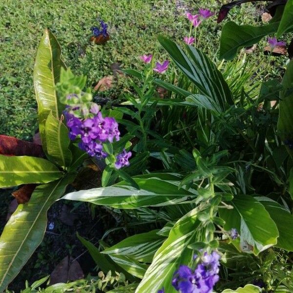 Angelonia biflora Kvet