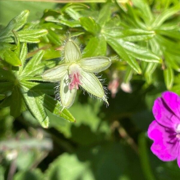 Geranium sanguineum Φρούτο