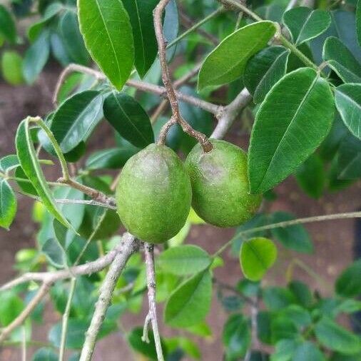 Spondias tuberosa Fruit