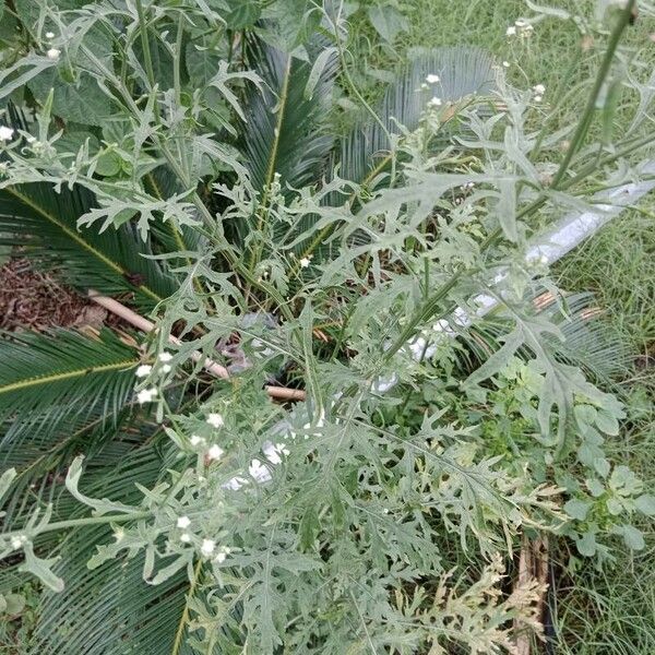 Parthenium hysterophorus Leaf