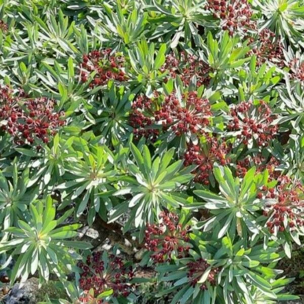 Euphorbia atropurpurea Leht