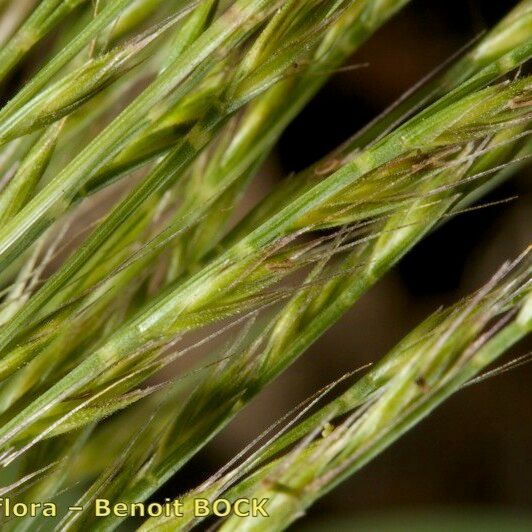 Festuca maritima Fruit